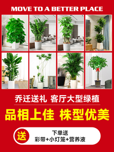 乔迁新居禄植盆栽室内客厅大型花盆绿植天堂鸟幸福发财树旺宅摆件