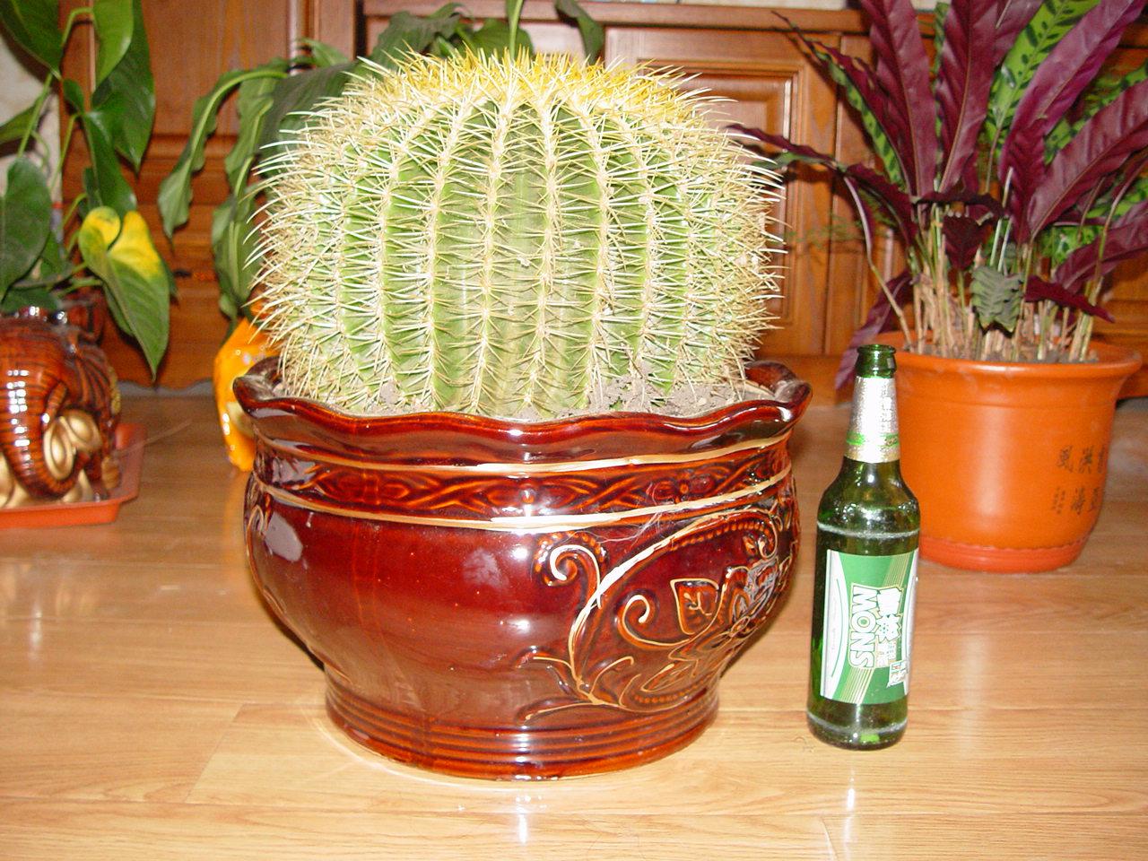特价金琥仙人球花盆_金琥金虎仙人球带花盆哈尔滨主城区免费送货上门