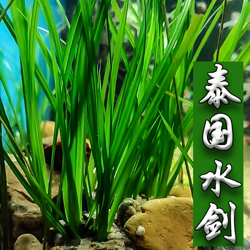 泰国水剑品牌排名前10位