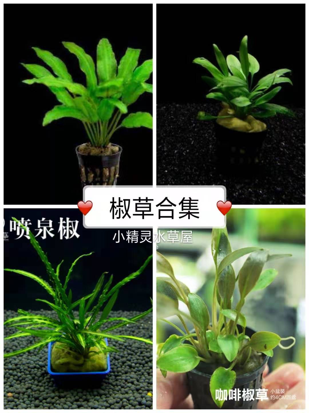 迷你椒草绿温蒂阴性活体水草植物前景草懒人造景新手入门好养易活