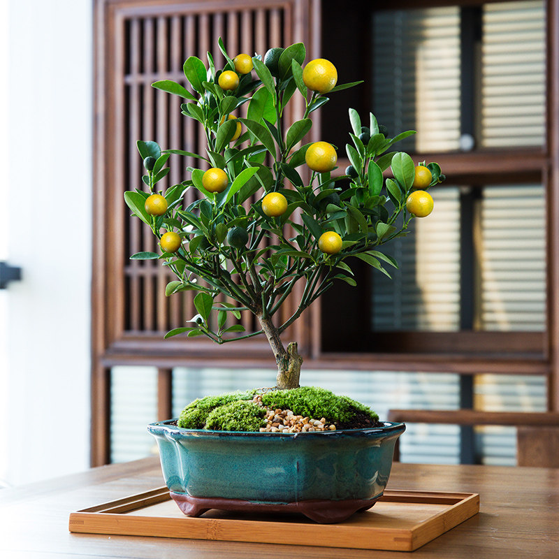 包邮 金桔盆栽带果室内四季年桔绿植客厅食用小金橘结果招财果盆景