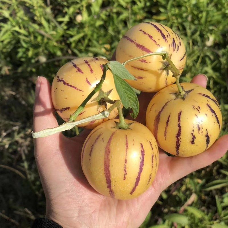 云南石林人生果人参果树上熟5斤净重