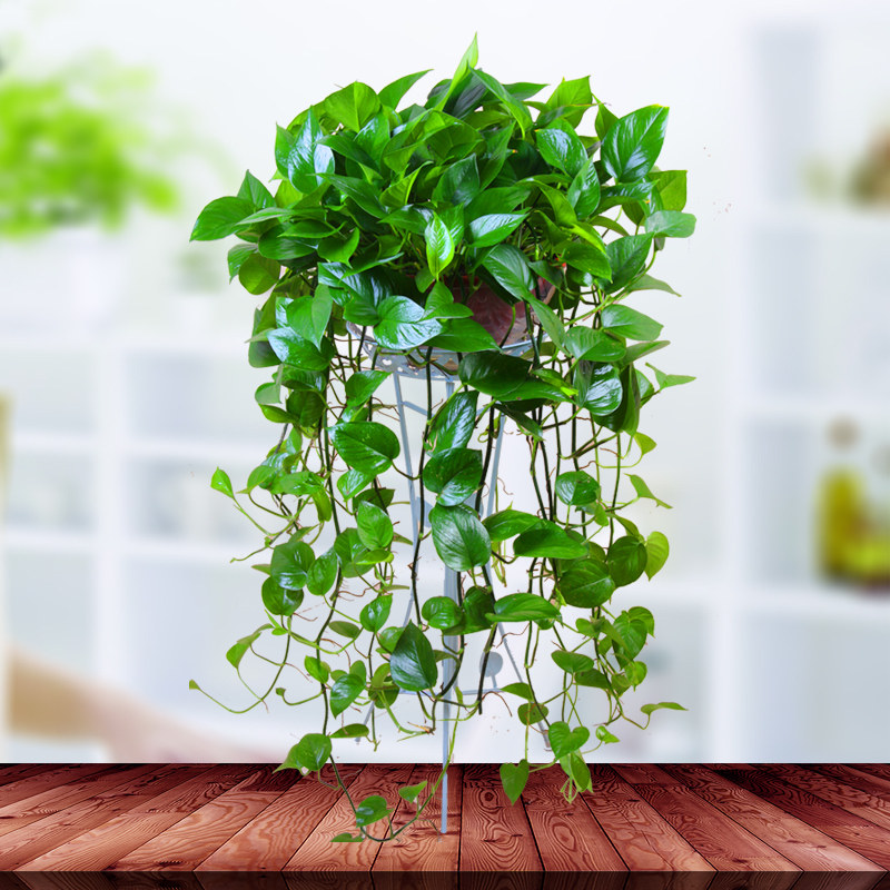 大绿萝室内大盆栽办公室内家庭吸甲醛净化空气长藤绿植常绿叶包邮