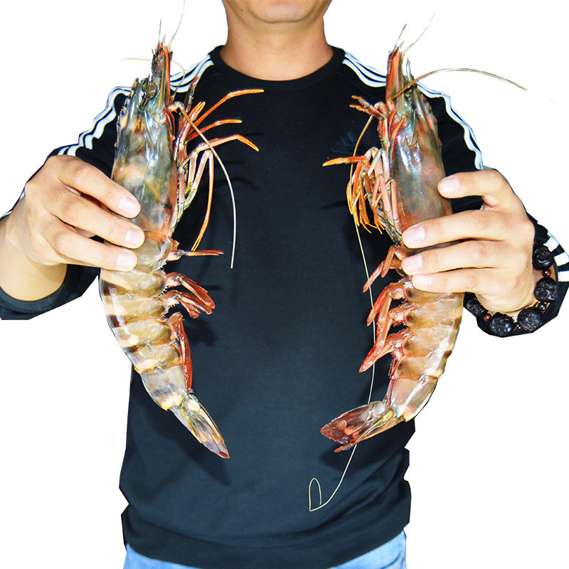 黑虎虾鲜活超大