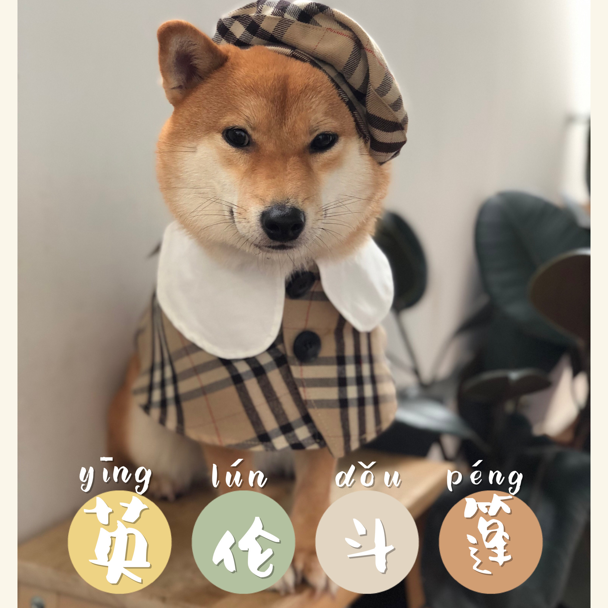宠物帽子围巾_宠物猫狗英伦风斗篷柴犬围巾围兜披肩口水巾衣服秋装