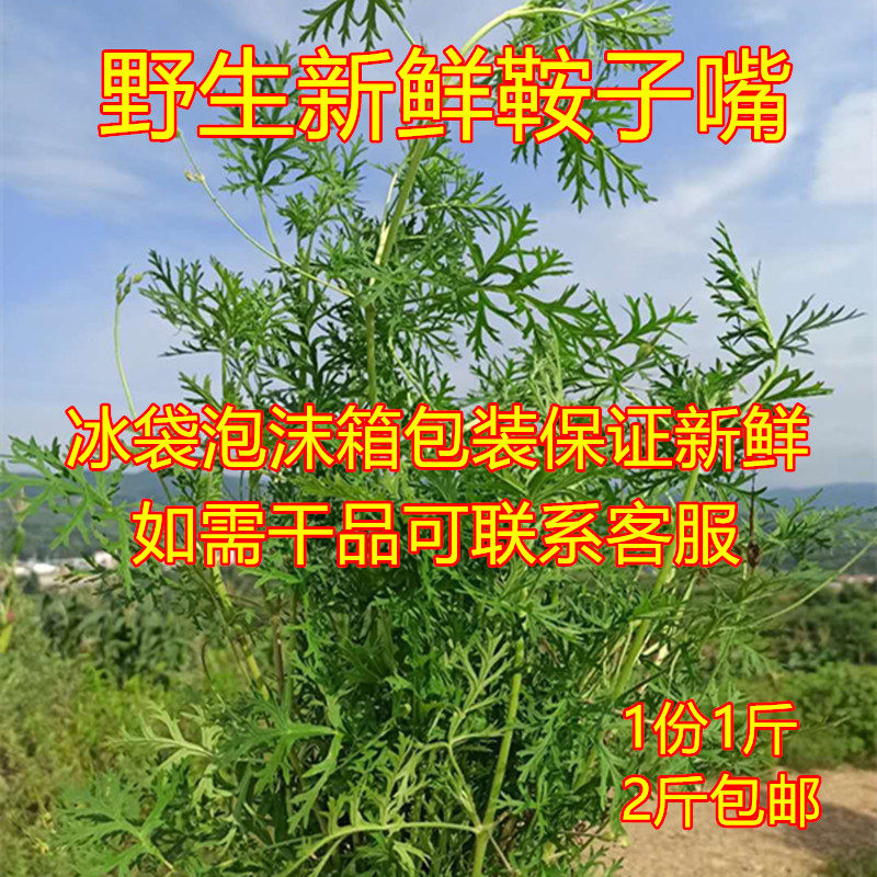 野生新鲜安子嘴鞍子嘴草安子脚老鹳草中草药中药材2斤