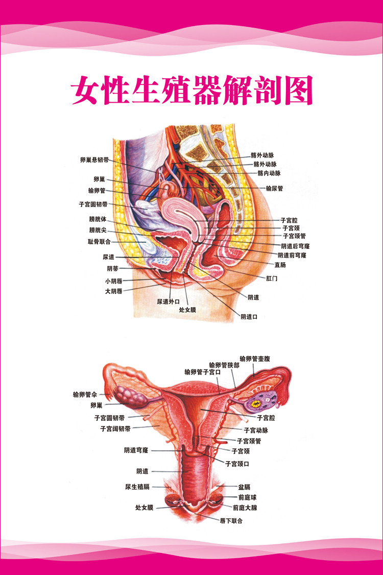 9淘宝新品女性生殖器解剖图挂画人体官结构图贴纸医院医学知识宣传