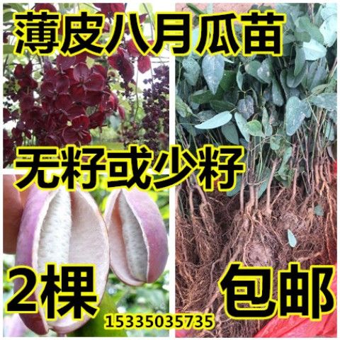 无籽八月瓜树苗 改良8月炸果树当年结果爬藤八月瓜苗试种果苗果树