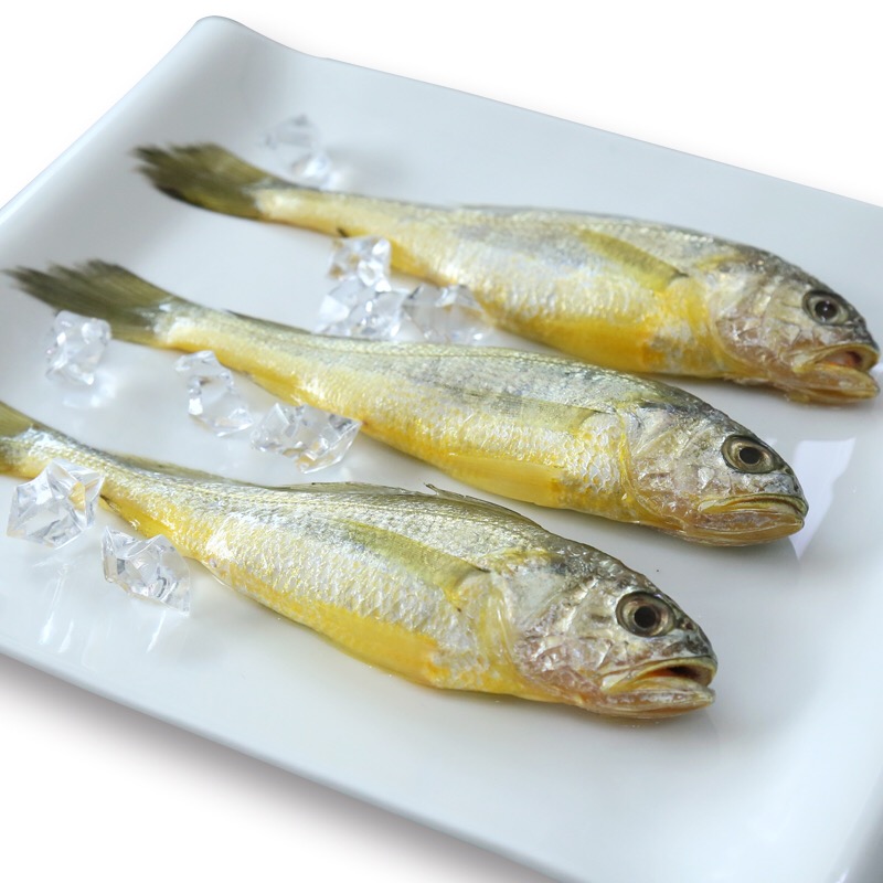 舟山野生小黄鱼