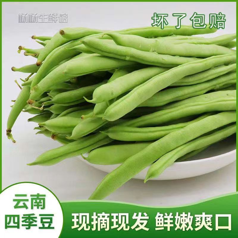 云南新鲜四季豆无筋豆现摘时令蔬菜豆