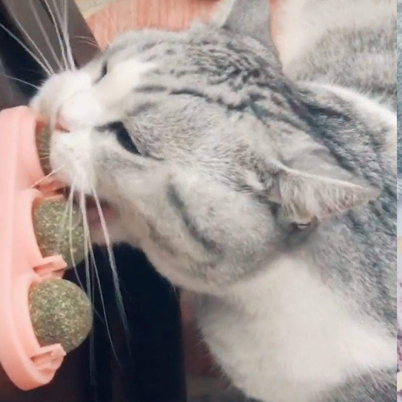 猫薄荷球猫玩具自嗨逗猫玩具猫薄荷棒棒糖猫磨牙棒猫咪玩具球啃咬在类目 宠物/宠物食品及用品, 猫/狗玩具, 逗猫棒中 - 来自Buy2taobao.com提供专业的淘宝代购服务