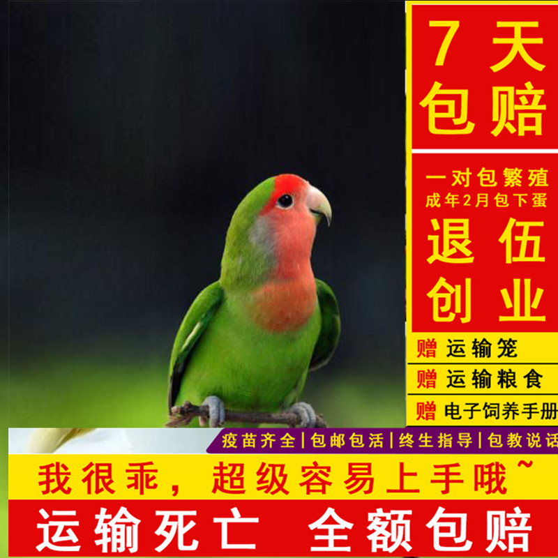 活体鸟 活体_【包下蛋】虎皮鹦鹉活鸟幼鸟送鸟笼活体鸟类活宠物鸟手养