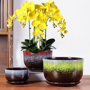 蝴蝶兰花盆 创意