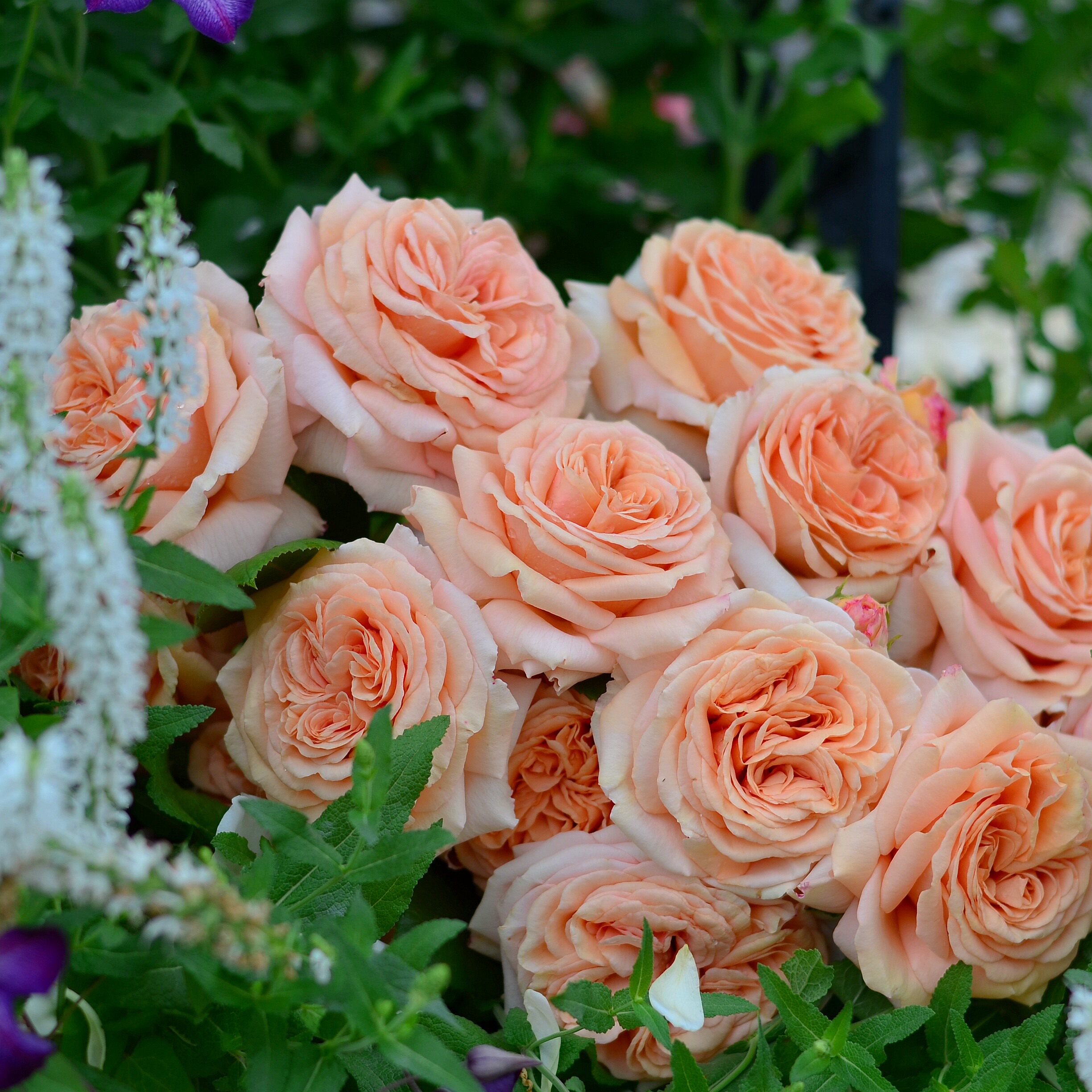 【进口耐热耐雨抗病】虹越月季花苗盆栽庭院嫁接玫瑰香橙海洋之心