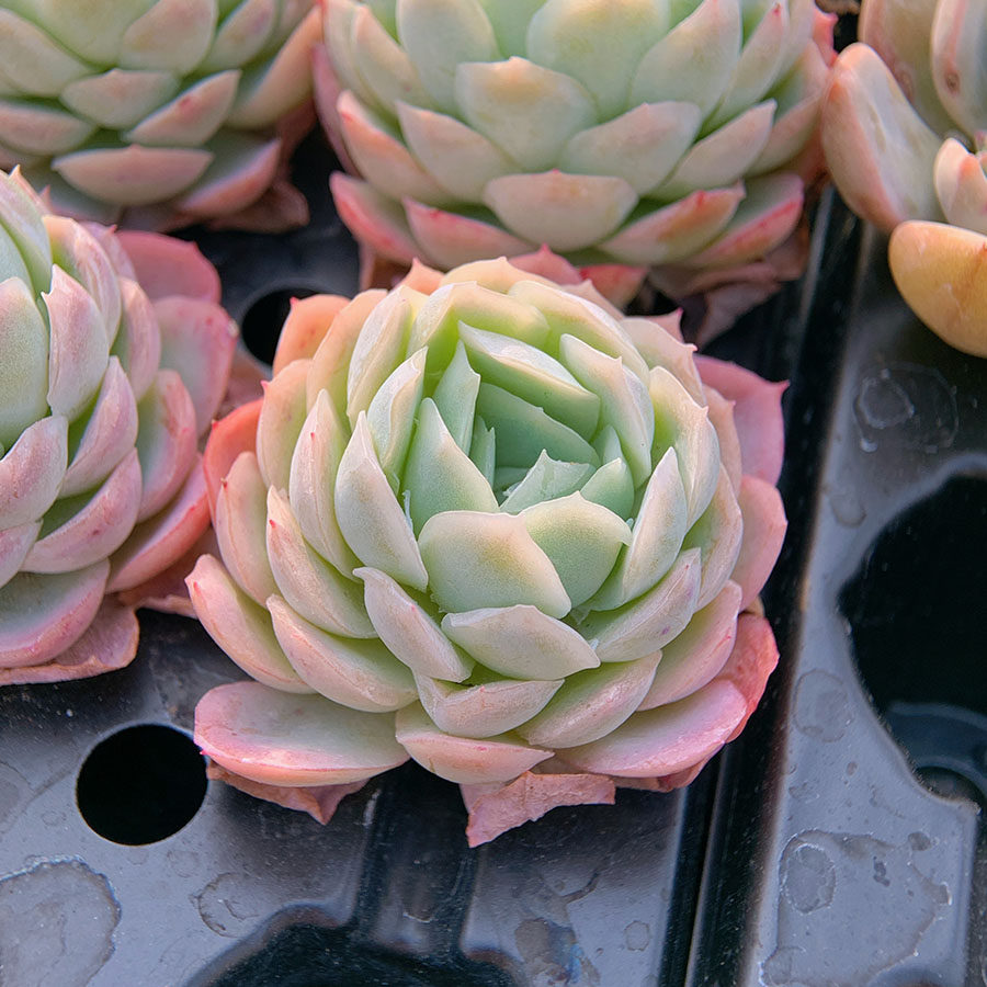 冰莓 群生  景天科 多肉植物  满38包邮