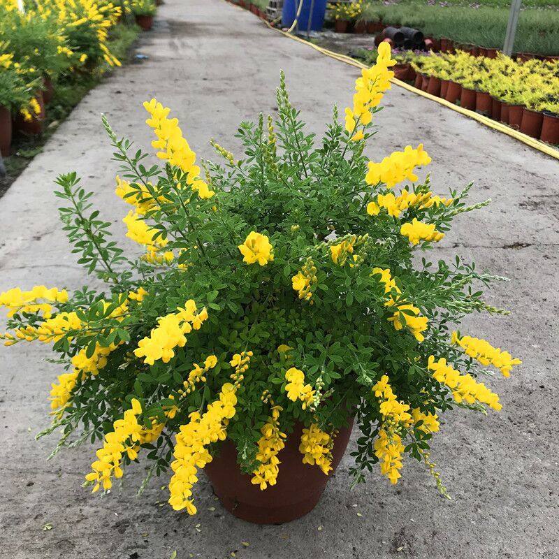 金雀儿花盆景花苗盆栽植物大苗黄金雀花卉庭院阳台带花发货包邮