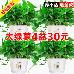 绿箩绿萝盆栽室内吸甲醛绿植除甲醛吊兰水培新房花卉植物家用长藤