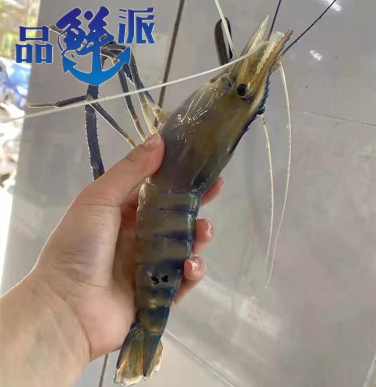 一折罗氏虾