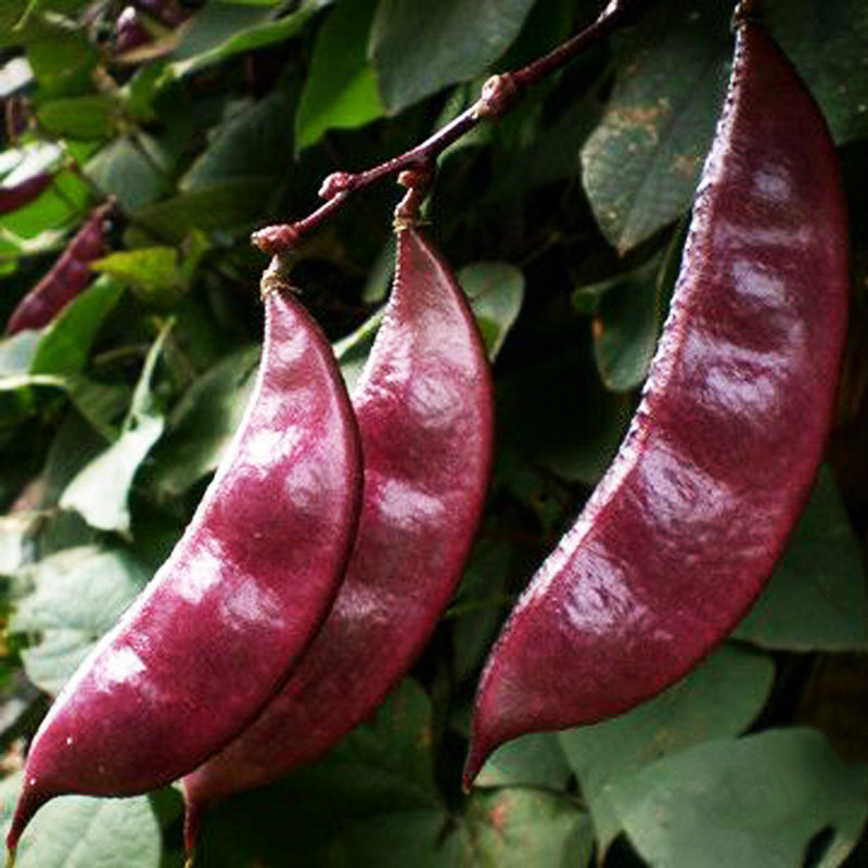 紫扁豆种子紫眉豆种子四季播种庭院阳台盆栽豆角农家蔬菜种苗