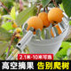 摘水果神器伸缩杆枇杷高空摘柿子香椿网兜苹果龙眼酸枣杏核桃果子