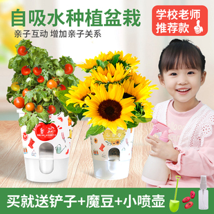 开心农场种植迷你小盆栽幼儿园儿童diy种子发芽科学观察植物生长