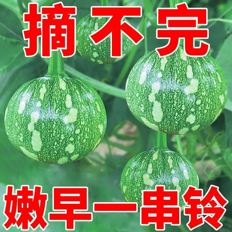 早南瓜子一串铃嫩种种阳台高产早熟小南瓜籽四季庭院种植蔬菜种子