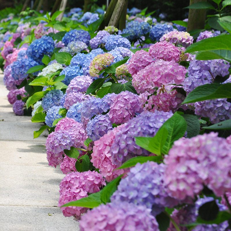 夏花-特价促销-优惠券领取-价格|多少钱|什么牌子好-35优惠券网站