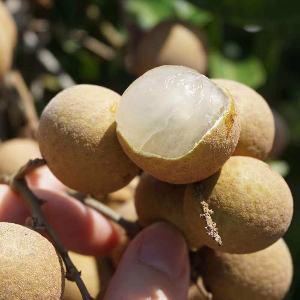 海南龙眼4/6斤新鲜桂圆大果整箱 特级果 石硖龙眼 甜多汁当季水果