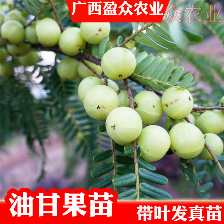 新品种特大甜油甘果苗 水果树苗 余甘子四季二季开花二季结果包邮|msdalam kategori penghantaran bunga/bunga simulasi/tumbuhan berkebun, 花园植物/行道树/果树, 果树 - dari Buy2taobao.com untuk memberikan perkhidmatan ejen Taobao profesional membeli