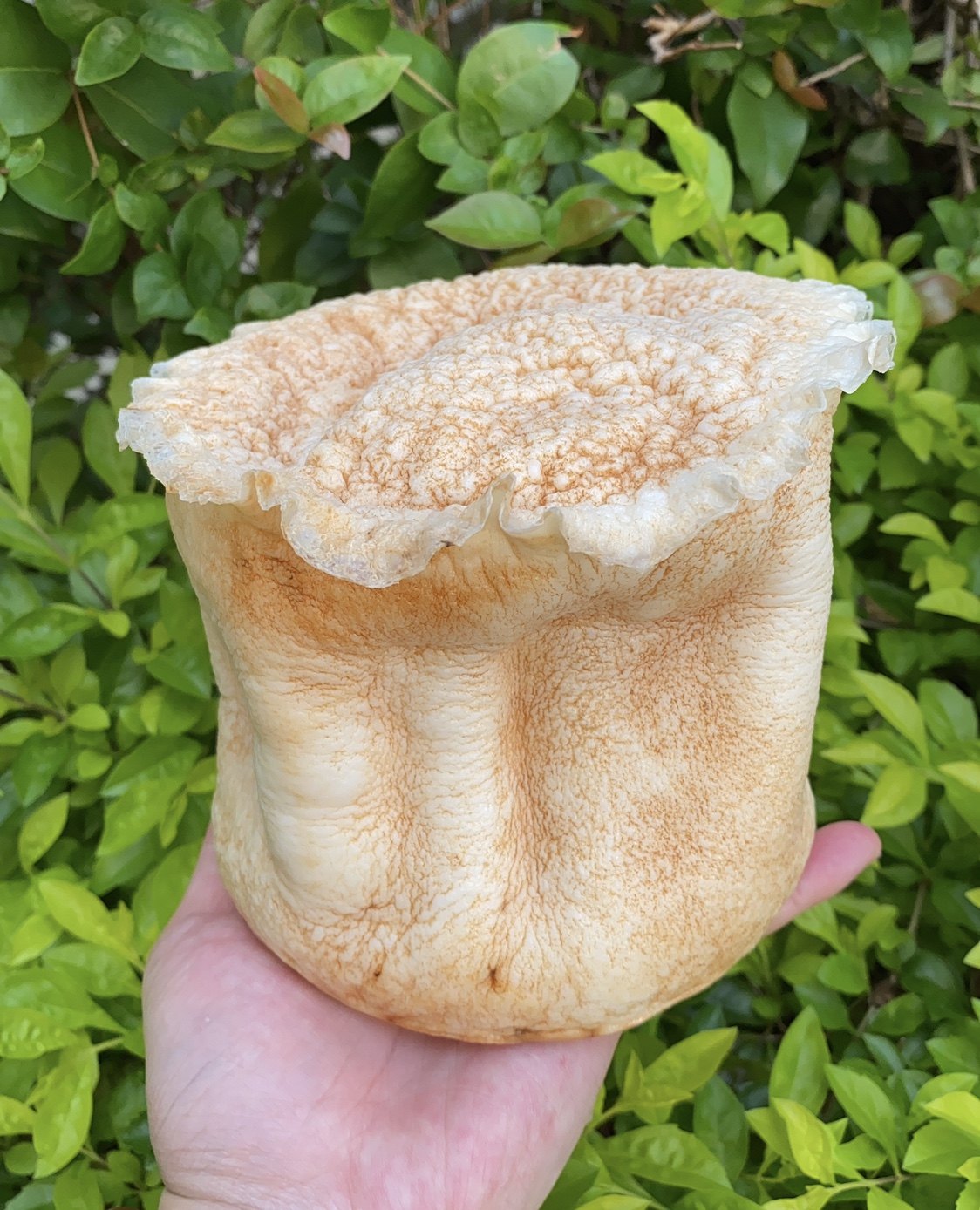 【精品黄皮白肉太岁】肉灵芝 整体野生 品相好 欣赏保健佳品2.5斤