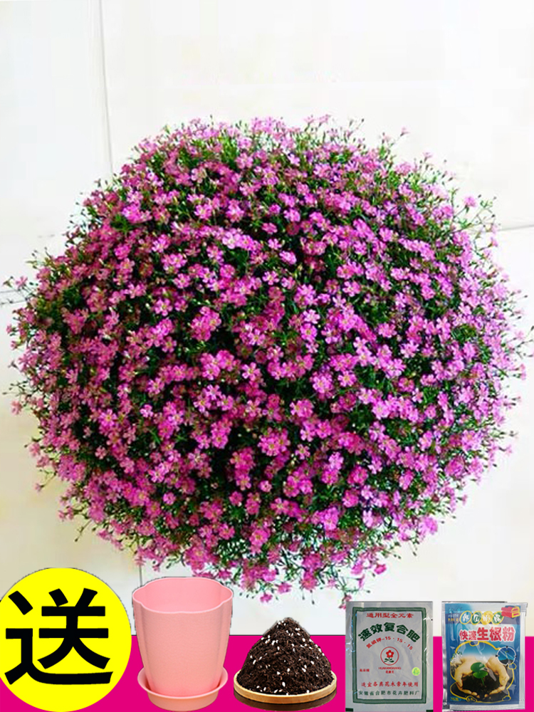 满天星盆栽种子室内四季开花植物花卉室外易活花种子籽孑花草花籽