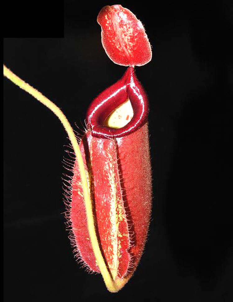 热销宝特猪笼草_黑宝特交红苹果猪笼草食虫植物低地高地品种非常可爱