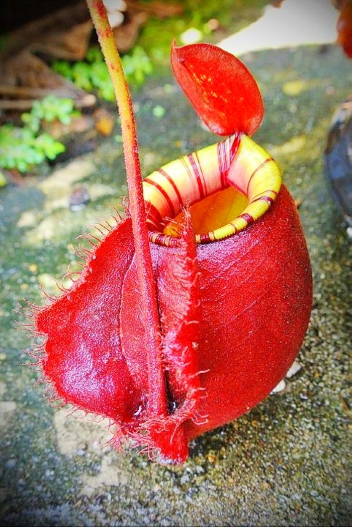 盆栽食虫植物维京海盗交红苹果猪笼草