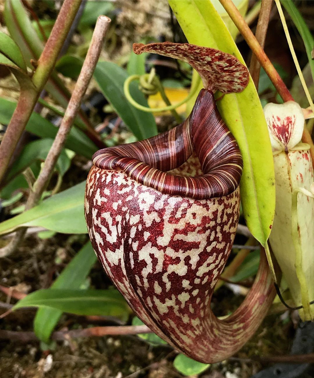 巴乌猪笼草小虫草堂食虫植物盆栽食虫草稀有捕虫草食人花绿植花卉