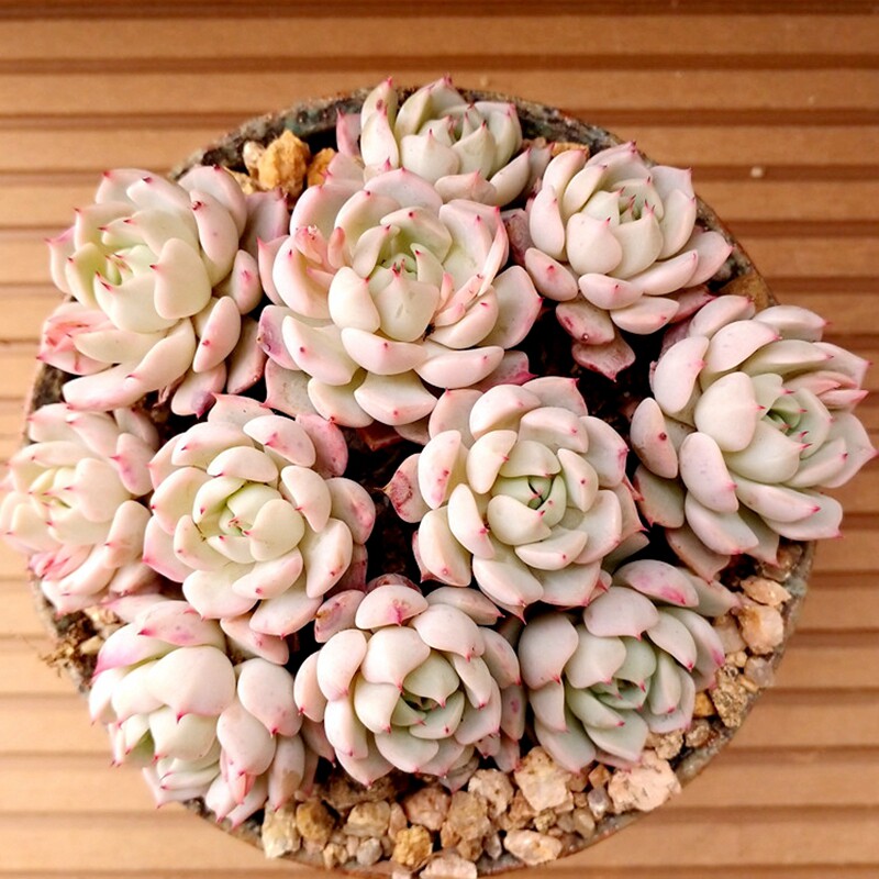 一物一拍迎多肉韩国进口多肉野玫瑰之精老桩群生多肉植物满包邮