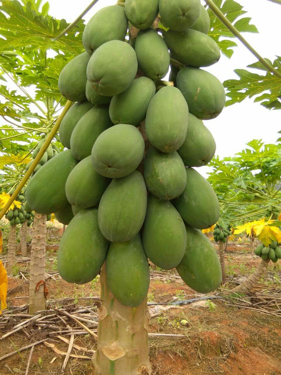 热销木瓜 水果 新鲜 包邮