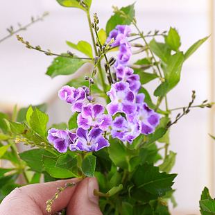 巧克力蕾丝金露花棒棒糖蓝精灵花苗 四季开花 室内外阳台好养植物