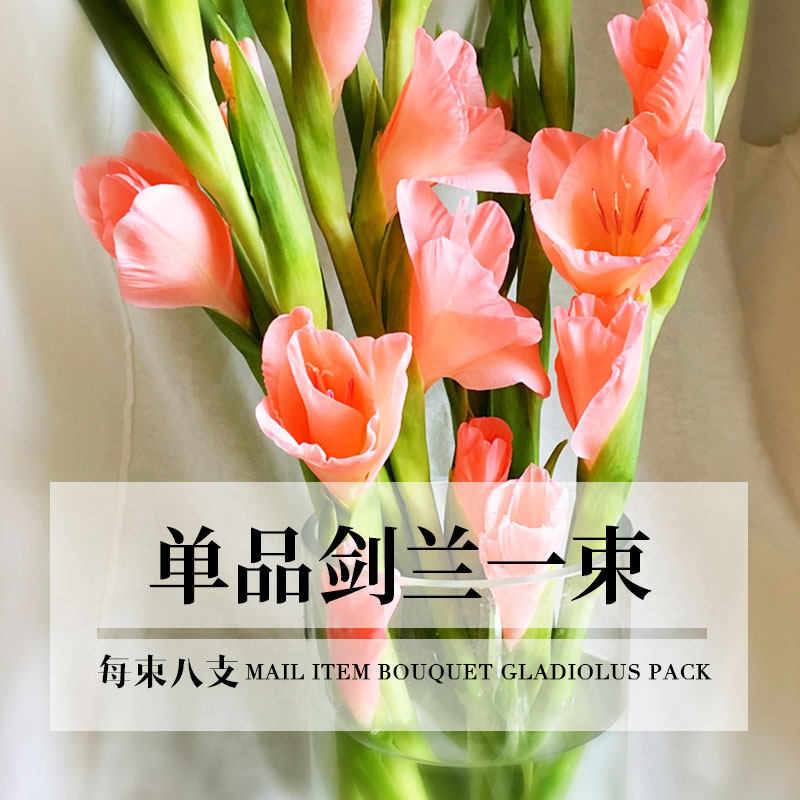 鲜花速递同城订花家用散装单支开业花材富贵剑兰唐菖蒲北京江浙沪