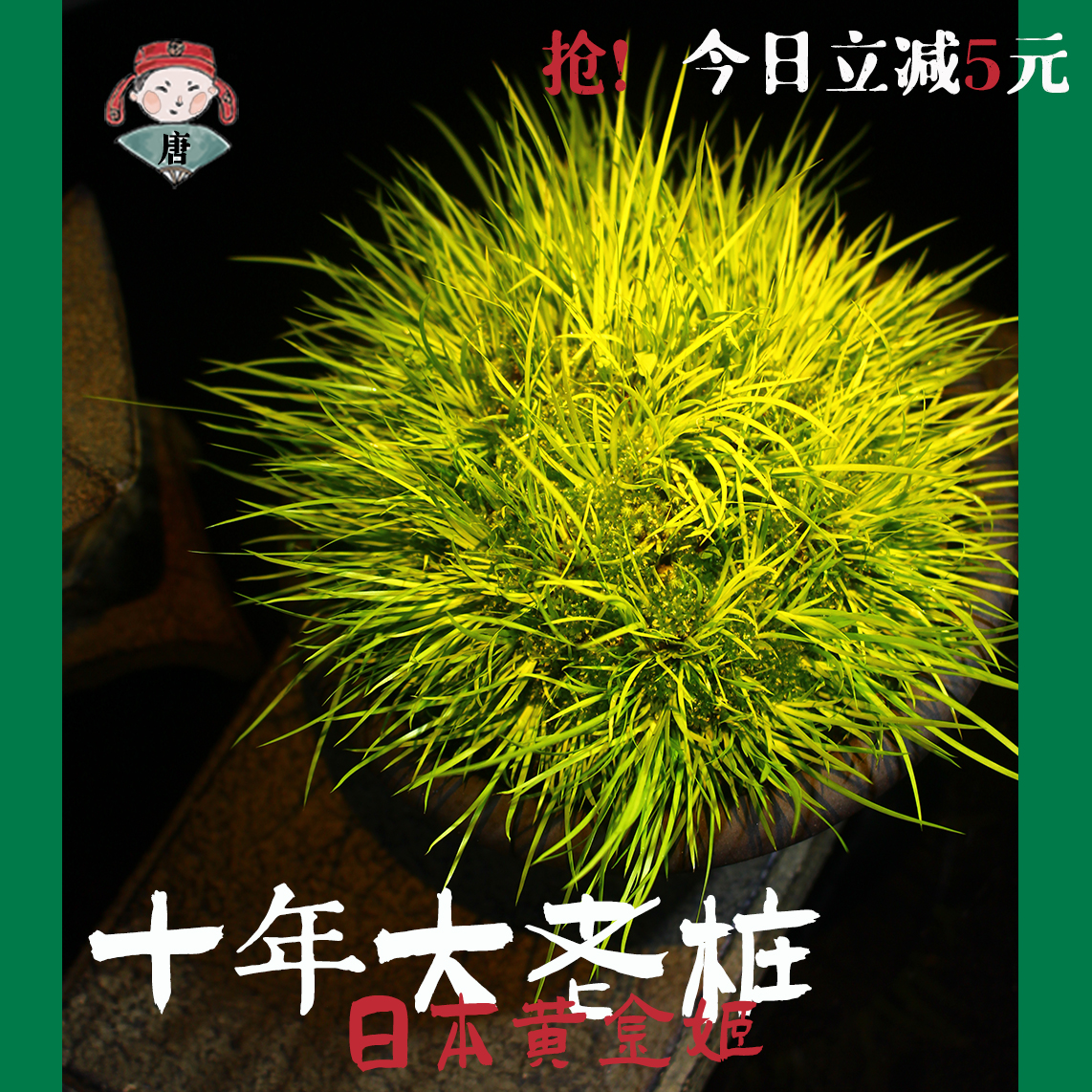 黄金姬菖蒲 日本菖蒲草宜兴紫砂盆中