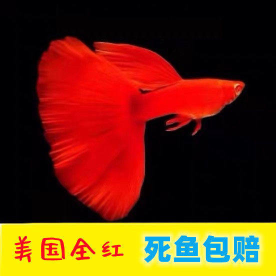 孔雀鱼纯种美国全红精品孕母临产大肚热带鱼观赏鱼好养耐活