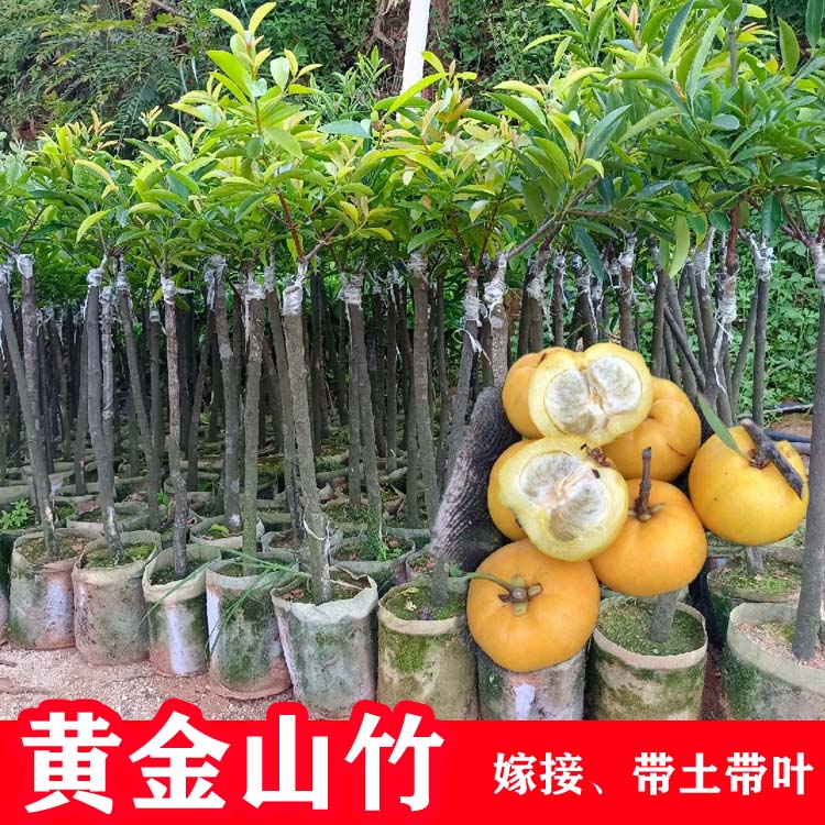 山竹树苗广西岭南黄金山竹嫁接果树苗庭院地栽南北方种植带土带叶