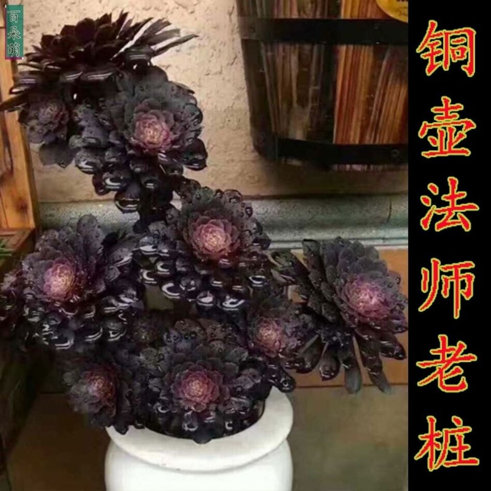 黑法师多肉室内铜壶灰法师绿羊绒万圣节黑玫瑰萝莉老桩多头群生