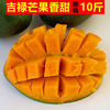 攀枝花吉禄芒果当季新鲜大芒果带箱10斤非贵妃凯特芒青芒新鲜水果 攀枝花吉禄芒果当季新鲜大芒果带箱10斤非贵妃凯特芒青芒新鲜水果