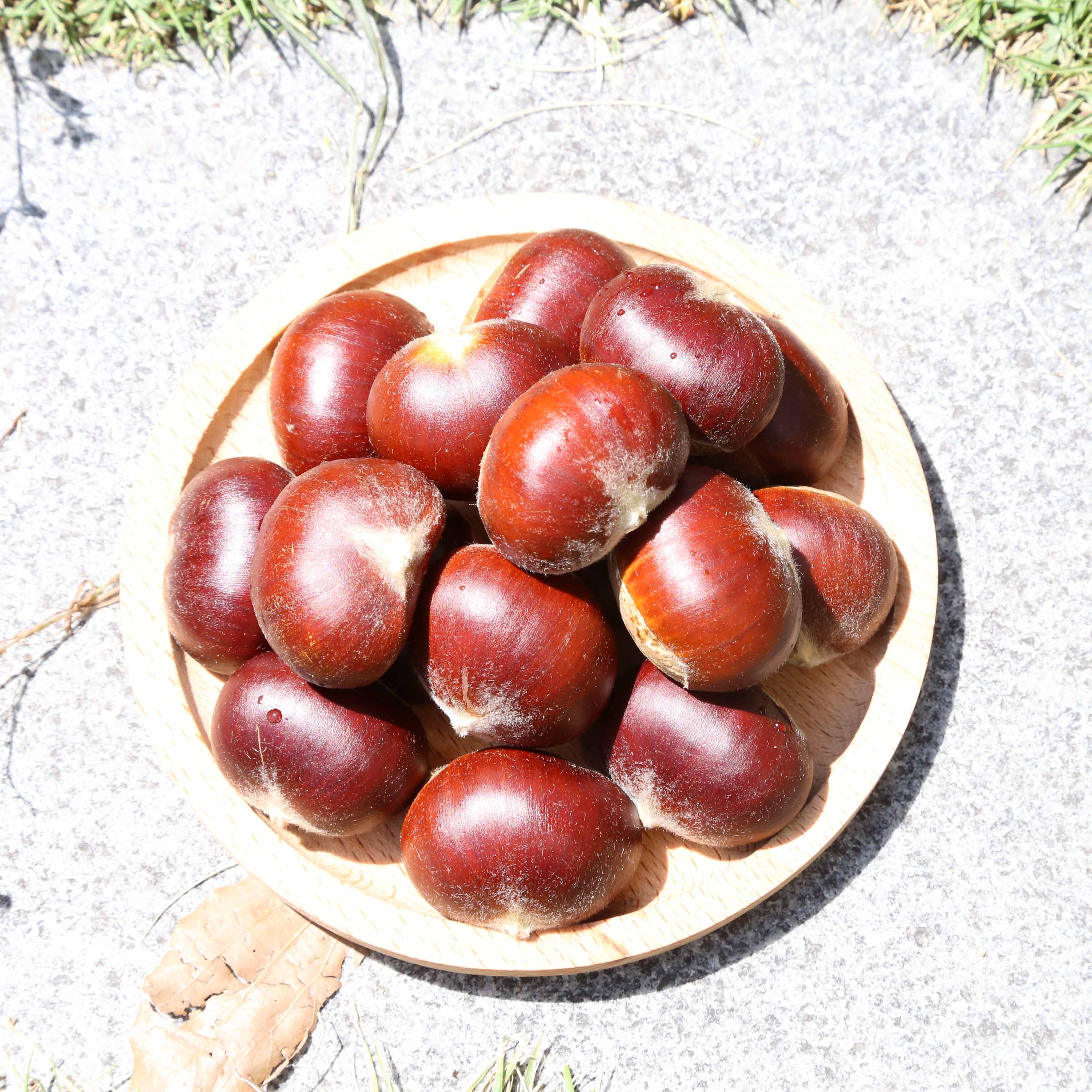 生板栗 5斤装大额优惠券