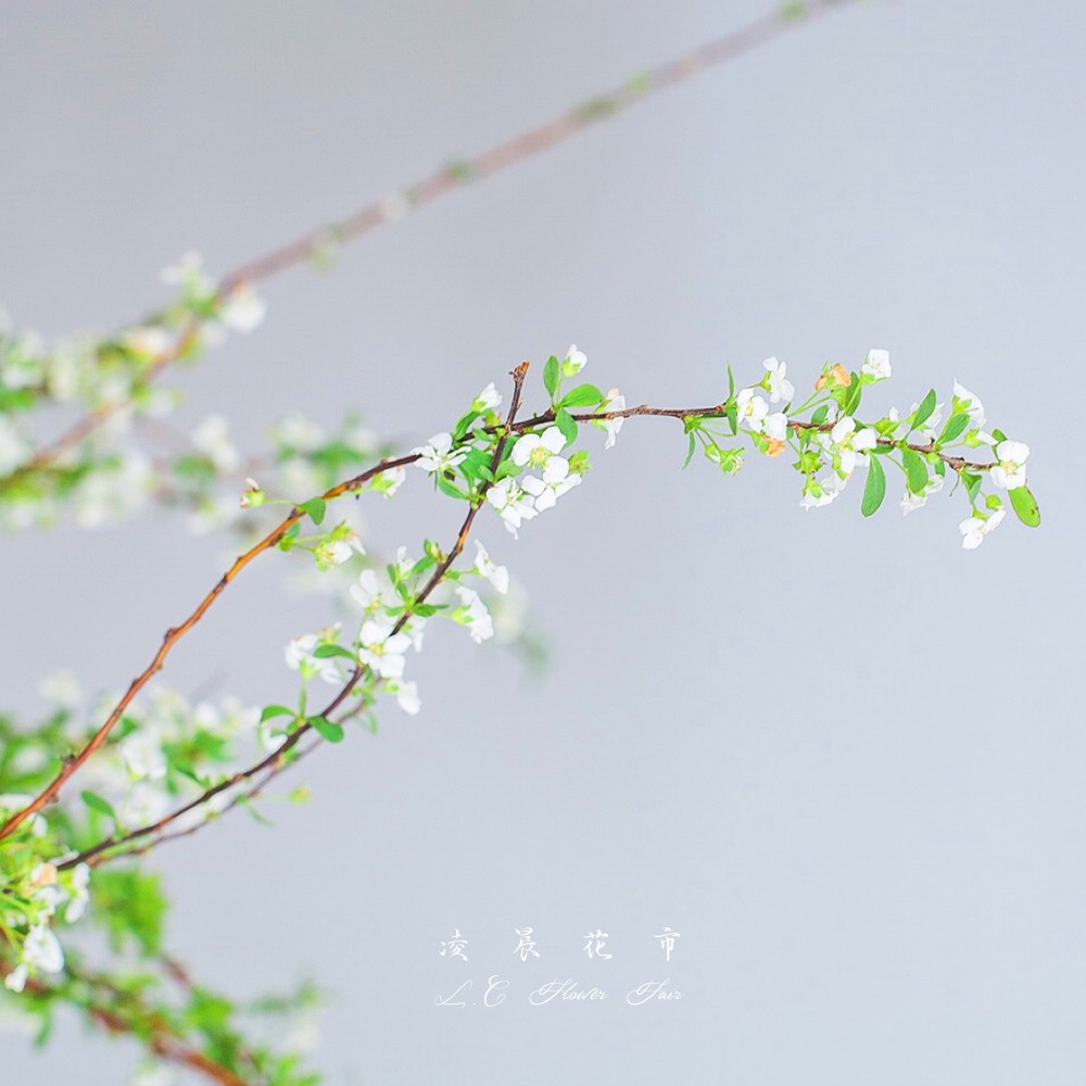 雪柳小手球木绣球鲜花枝条清新居家办