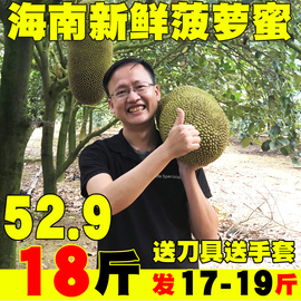 海南菠萝蜜新鲜水果三亚果园现摘树波罗一整个17-19斤非红肉红心