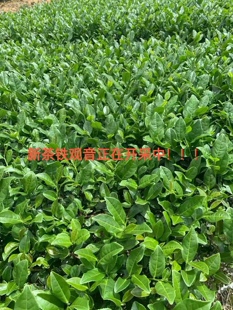 铁观音2024新茶春茶清香型浓香型红心高山乌龙茶500克新鲜茶叶