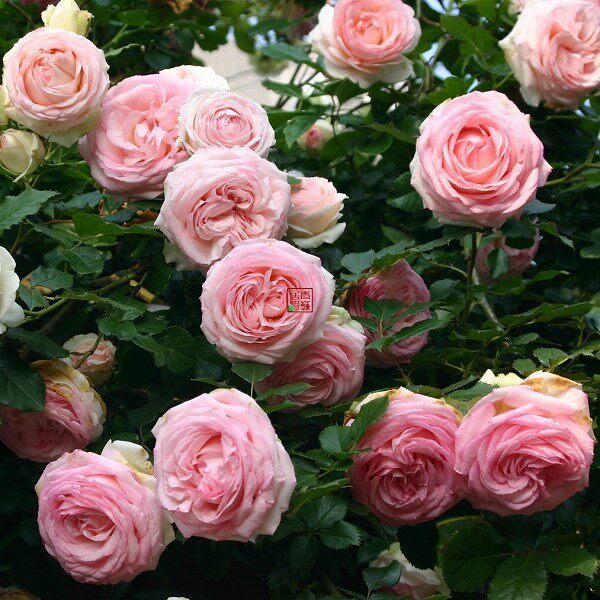 欧月藤本月季 粉色龙沙宝石 粉龙 粉龙沙 爬藤月季花苗多季开花