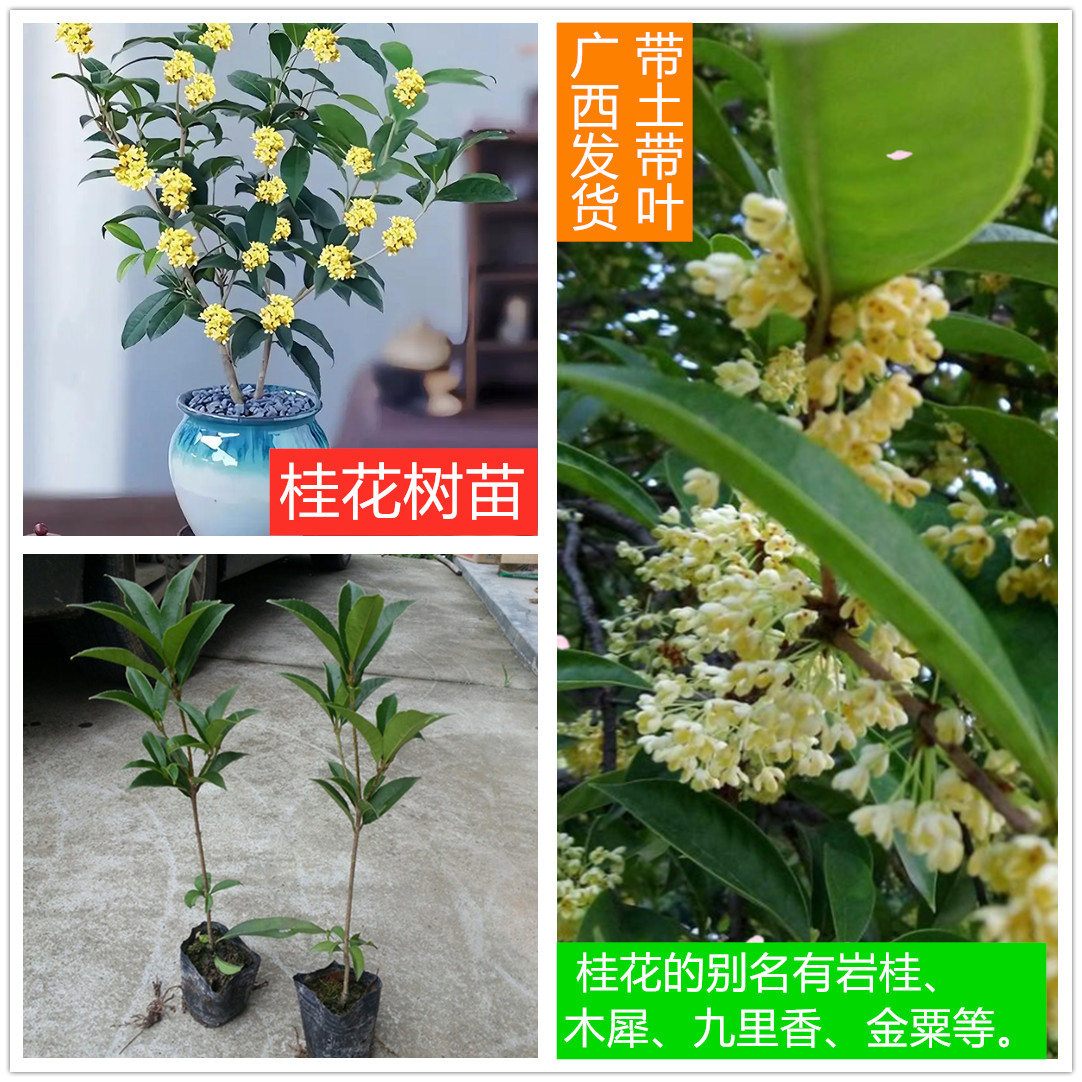 广西正宗四季桂花八月季金桂盆栽庭院风景绿化树苗耐寒当年可开花