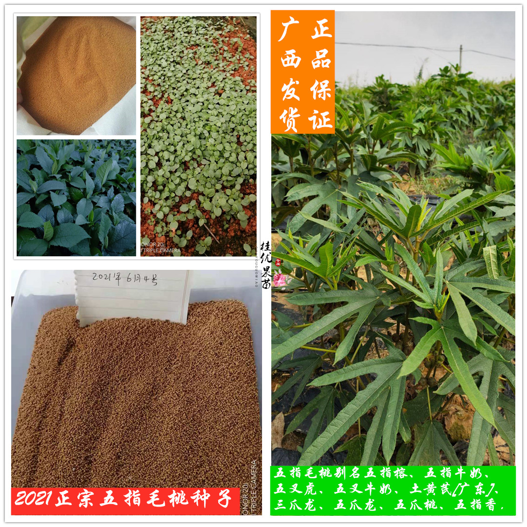 2022年采摘广西正宗五指毛桃种子成熟发芽率高五叉虎五指牛奶种苗